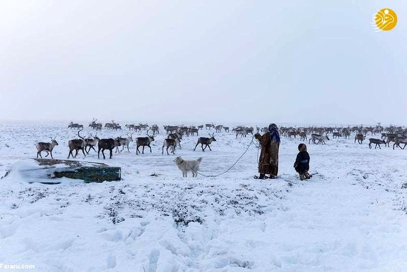 زندگی یک خانواده در سرمای منفی ۵۰ درجه +عکس