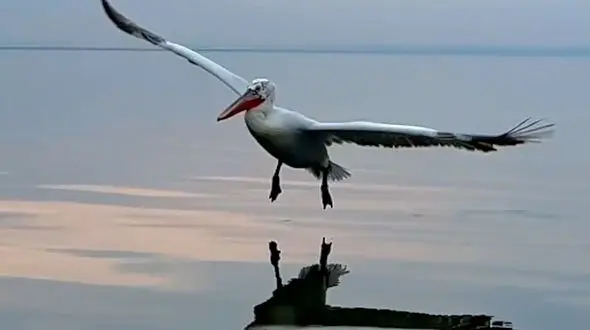 از تام و جری واقعی تا پلیکان فرفری در پارک ملی