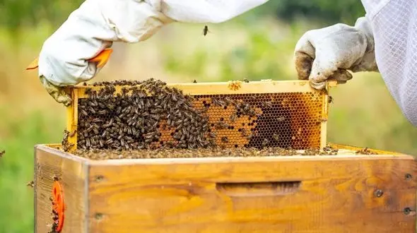 عسل مانوکا و وحشی چه تفاوتی دارند؟