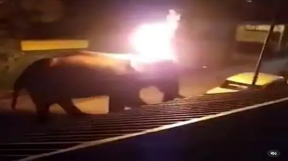 فیلم زنده زنده  سوزاندن یک فیل / مردم خشمگین شدند / هند