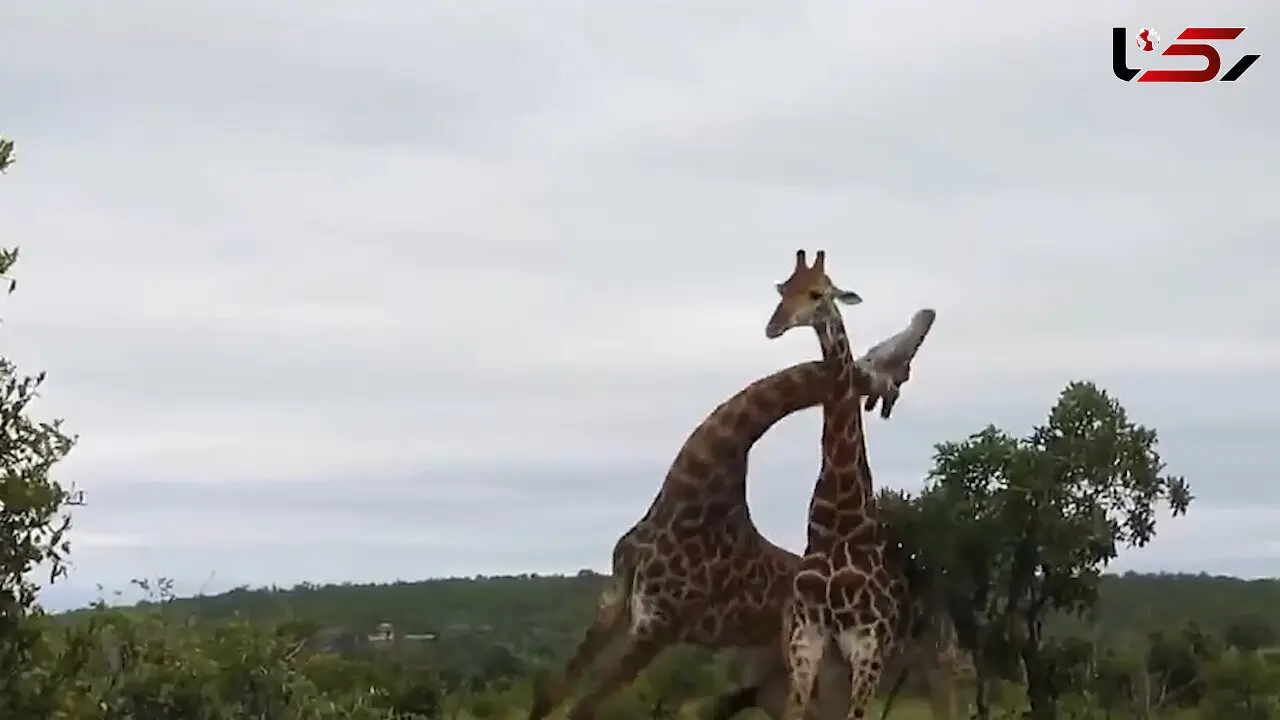 فیلم جالب از نجات 9 زرافه