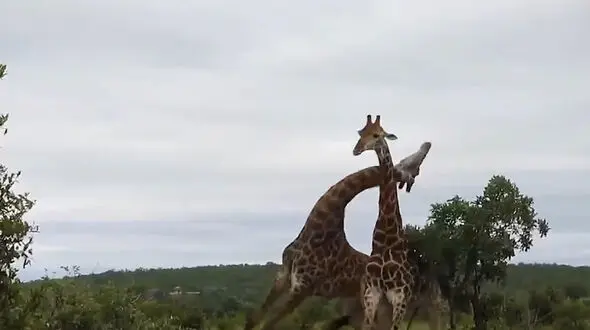 فیلم جالب از نجات 9 زرافه