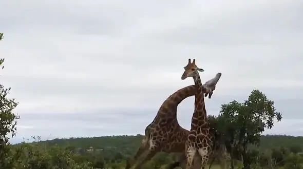 فیلم جالب از نجات 9 زرافه