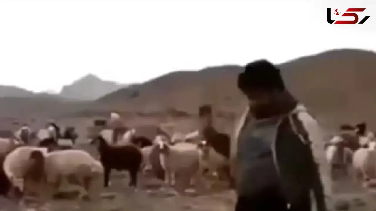 فیلم آواز شاد /  گوسفندا هم از رقص چوپان مات و مبهوت موندن ! /  انگاری کلاس رقص رفته لعنتی !