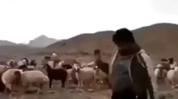 فیلم آواز شاد /  گوسفندا هم از رقص چوپان مات و مبهوت موندن ! /  انگاری کلاس رقص رفته لعنتی !