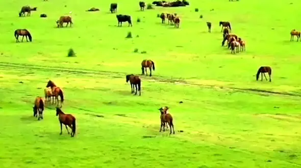 بلا تکلیفی طرح تفصیلی پارک ملی بوجاق 