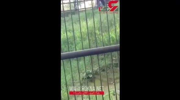 حمله مرگبار شیر باغ وحش به گردشگر ! + فیلم