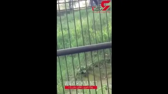حمله مرگبار شیر باغ وحش به گردشگر ! + فیلم