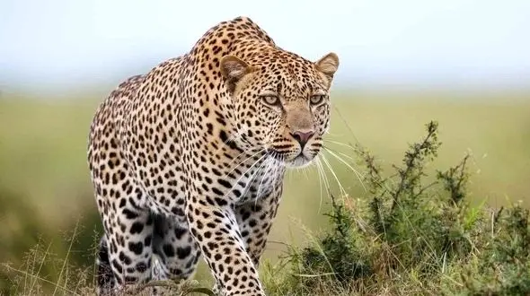 عاقبت دعوا در حیات وحش به روایت تصویر