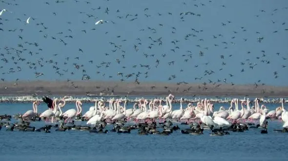 شناسایی عوامل موثر بر حیات و مرگ تالاب گمیشان در دستور کار دانشگاه تهران