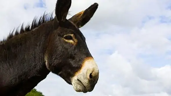 قیمت خر ۴ برابر شد! / دردسر برای کشاورزان