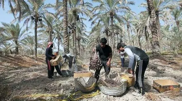 یکه‌تازی دلال‌ها ، خرما را 100 درصد گران کرد