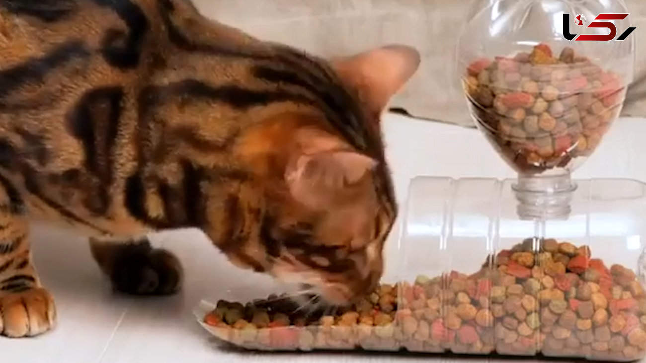 ساخت جاغذایی برای گربه + فیلم