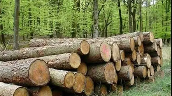 جنگل‌های شمال نصف شد 