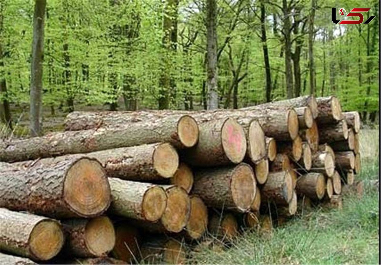 کشف هفت تن چوب جنگلی قاچاق در لنگرود و رودسر