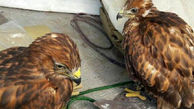 کشف و ضبط 2 بهله پرنده شکاری سارگپه در هوراند