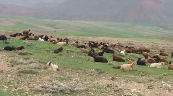 نجات معجزه آسای چوپان 14 ساله از کانال آب / ردپاها کمک کرد + عکس