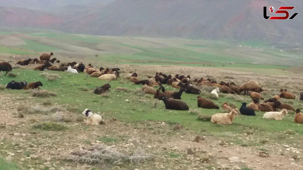 نجات معجزه آسای چوپان 14 ساله از کانال آب / ردپاها کمک کرد + عکس