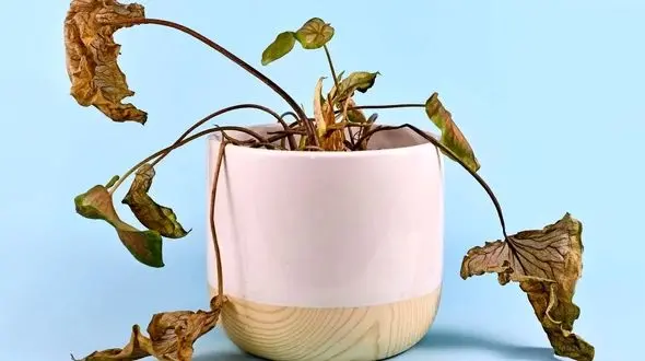 6 نشانه هشداردهنده برای دور انداختن گیاه آپارتمانی