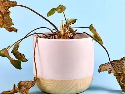 6 نشانه هشداردهنده برای دور انداختن گیاه آپارتمانی