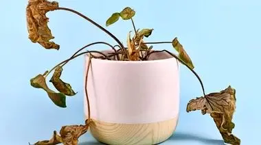 6 نشانه هشداردهنده برای دور انداختن گیاه آپارتمانی