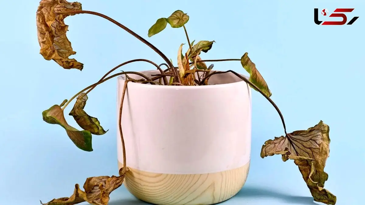 6 نشانه هشداردهنده برای دور انداختن گیاه آپارتمانی