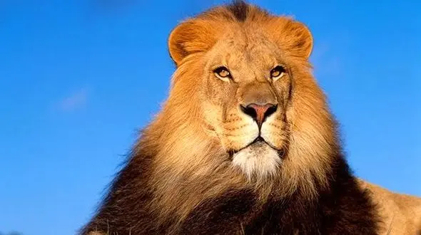 فیلم از ابهت شیر از نمایی نزدیک