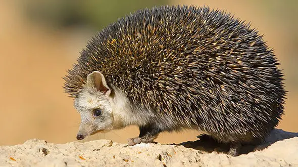 جوجه تیغی ناتوان نجات یافت+ فیلم 