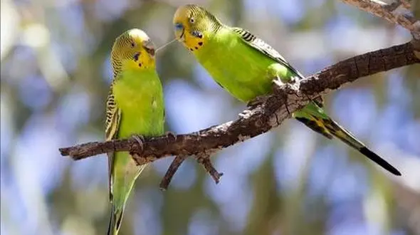 فیلم/ ۵ تا از طوطی‌ها که خوب صحبت می‌کنند 