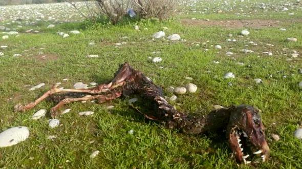 پشت پرده ماجرای کشف لاشه دایناسور در خوزستان! + عکس 