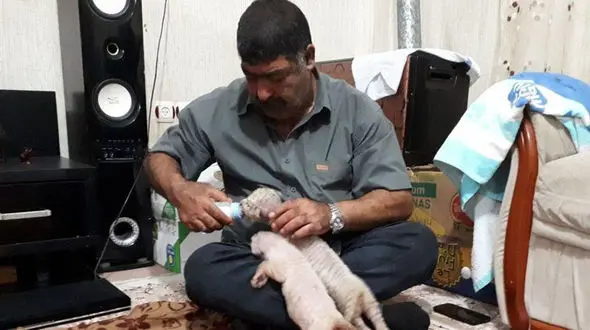 توله ببرهای سفید در خانه مرد بابلسری چه می کردند؟ + فیلم 