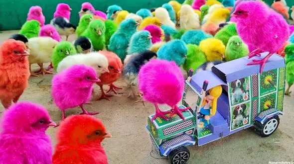 جوجه‌های رنگی قربانی سرگرمی‌ بی‌رحمانه/ درخواست توقف رنگی کردن جوجه ها و ممنوعیت فروش آنها از رئیس فراکسیون محیط زیست مجلس 