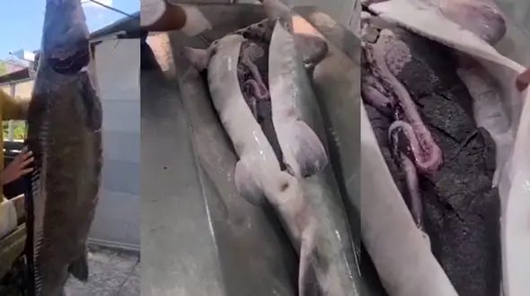 استخراج خاویار از شکم فیل ماهی ۹۰ کیلویی در لرستان + فیلم