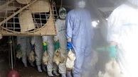 ۴ میلیون مرغ تخم‌گذار آلوده به آنفلوآنزای مرغی معدوم شد