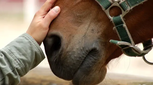 وحشت خانم بازیگر معروف از اسب / رواشناس چه گفت؟ + عکس 