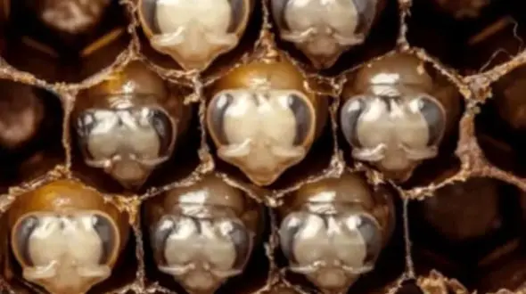 ثبت لحظه تولد زنبور عسل + فیلم