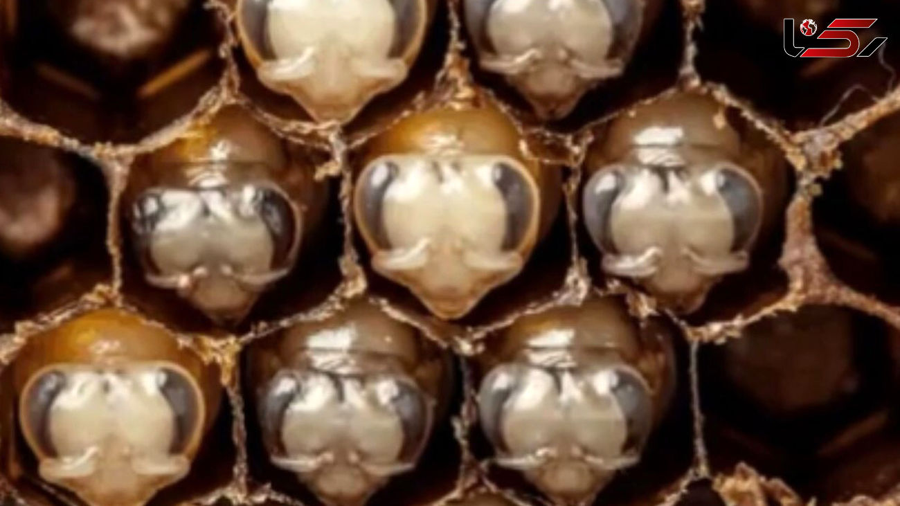 ثبت لحظه تولد زنبور عسل + فیلم