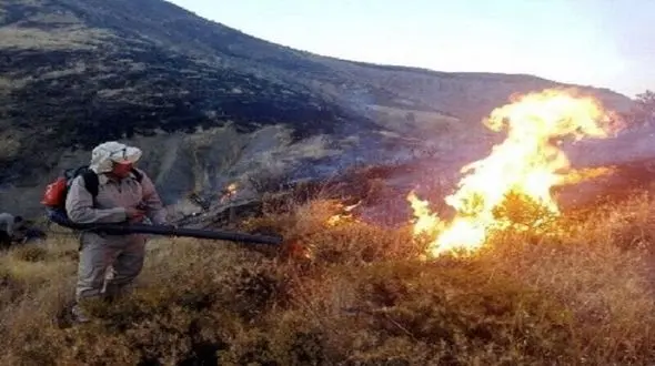 فاجعه آتش سوزی در تنگه هایقر فارس / 4 روستایی کشته شدند + عکس تلخ از مرگ حیوانات وحشی