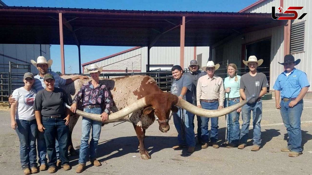یک گاو 6 ساله آمریکایی رکورد گینس را زد + عکس