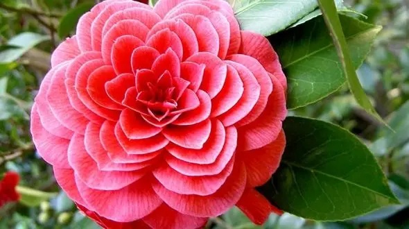 منظم ترین گل جهان را ببینید+تصاویر زیبا