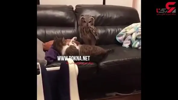 دوستی جالب گربه و جغد+فیلم