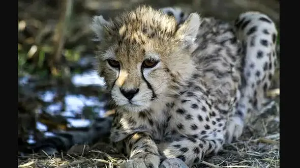 انعکاس خبر تلف شدن «پیروز» در رسانه های جهان/ گاردین «پیروز » را «آخرین بازمانده» خواند