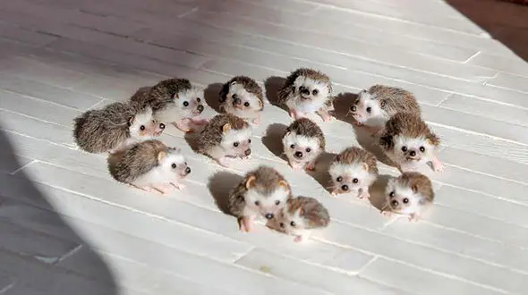 فال و طالع بینی روزانه 10 دی ماه + فیلم 