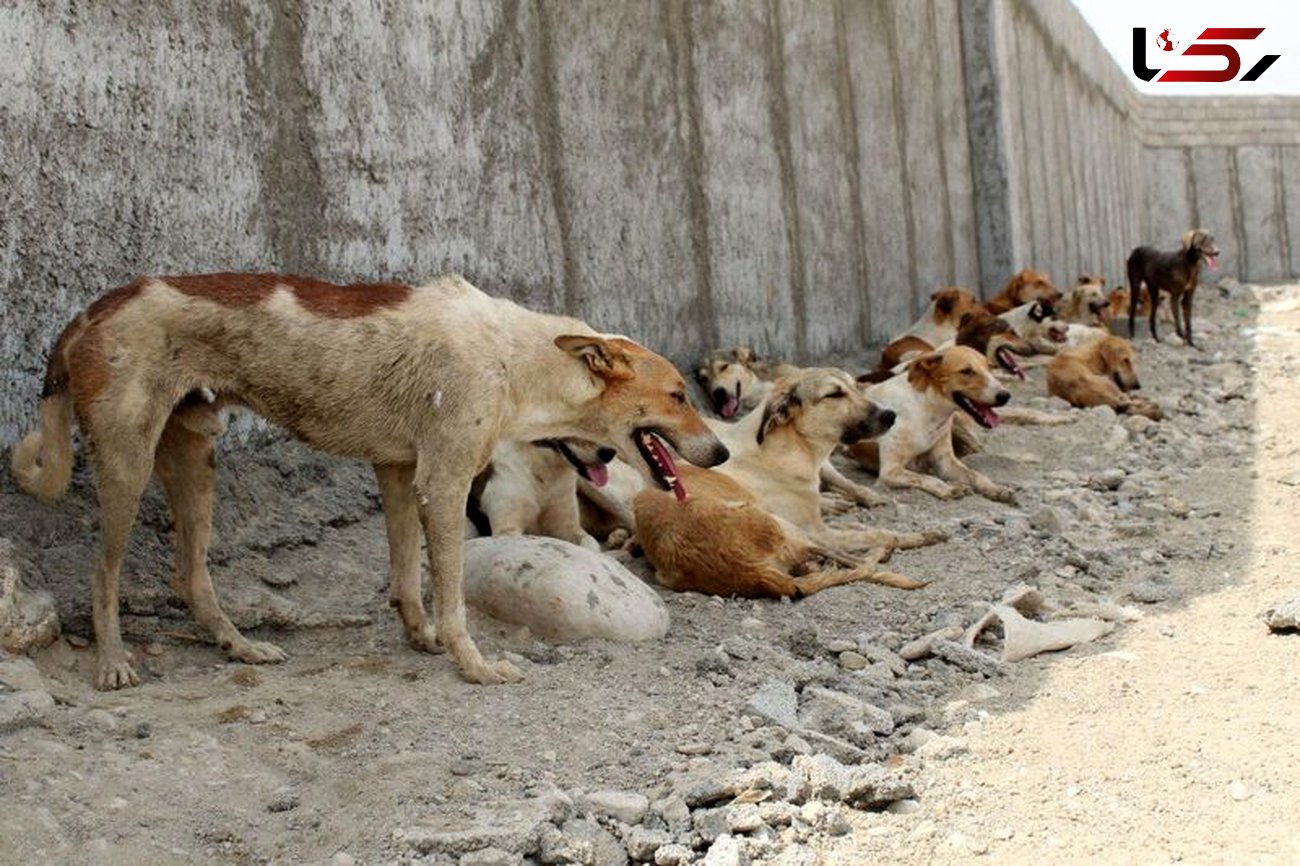 سگ های ولگرد 6 تهرانی را تیکه پاره کردند

