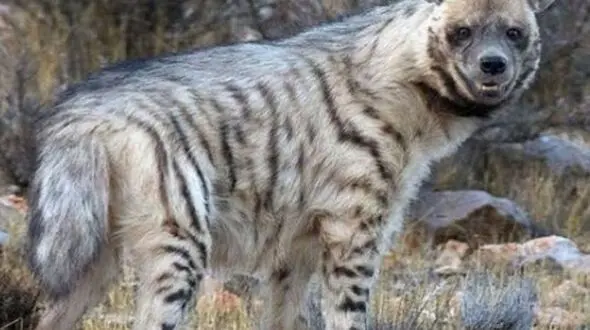 دو چهره حیات وحش