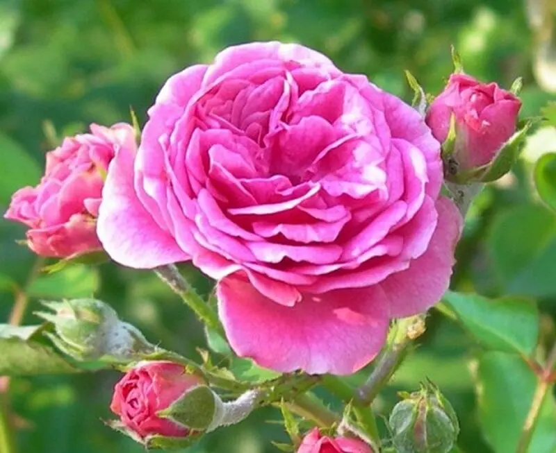 گل محمدی