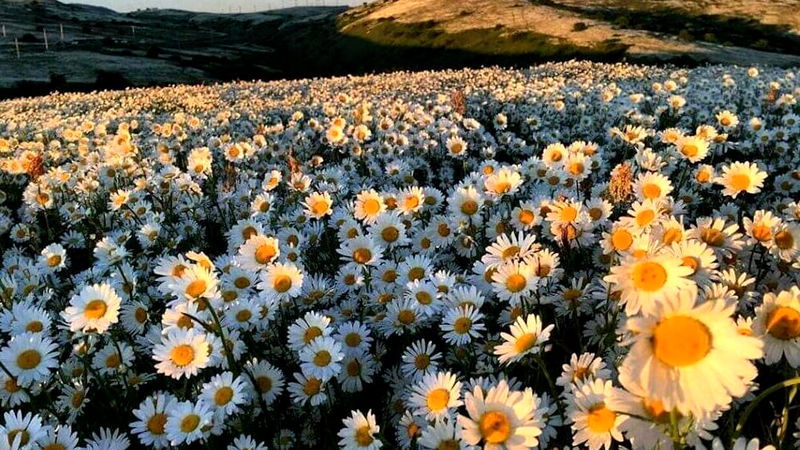 جنگل زیبای فندقلو و دشت بابونه  