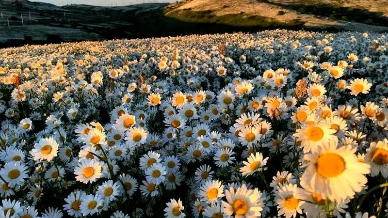 جنگل زیبای فندقلو و دشت بابونه  