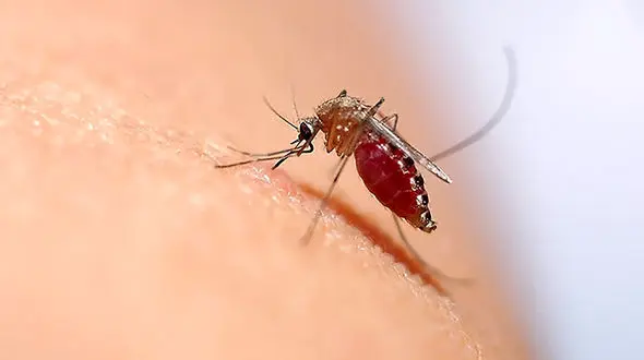 جذب پشه ها به بو و گرمای بدن انسان