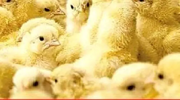  قیمت مصوب جوجه یکروزه ٦٠٠٠ تومان/ نرخ مصوب در بازار رعایت نمی شود